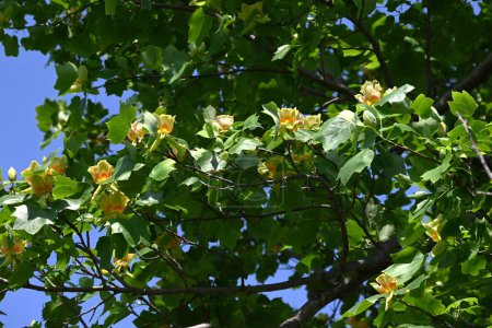 Tulip tree (Liriodendron tulipifera) flowers. Magnoliaceae deciduous tree. Yellow-green flowers with orange markings bloom upward in early summer.