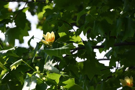 Tulpenbaum (Liriodendron tulipifera) blüht. Magnoliengewächse Laubbaum. Gelbgrüne Blüten mit orangefarbenen Markierungen blühen im Frühsommer.
