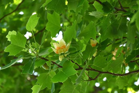 Tulip tree (Liriodendron tulipifera) flowers. Magnoliaceae deciduous tree. Yellow-green flowers with orange markings bloom upward in early summer.