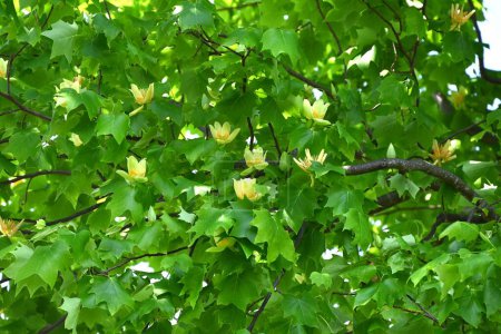 Tulpenbaum (Liriodendron tulipifera) blüht. Magnoliengewächse Laubbaum. Gelbgrüne Blüten mit orangefarbenen Markierungen blühen im Frühsommer.