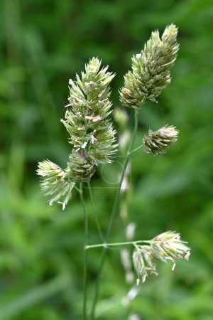 Flores de hierba de huerto (Dactylis glomerata). Poaceae perenniial plants. El período de floración es de mayo a julio y también es una planta que causa fiebre del heno..