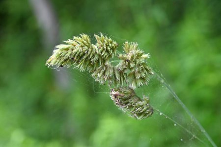 Flores de hierba de huerto (Dactylis glomerata). Poaceae perenniial plants. El período de floración es de mayo a julio y también es una planta que causa fiebre del heno..