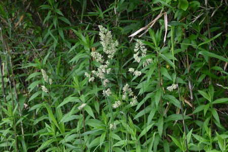 Obstwiesengras (Dactylis glomerata) blüht. Poaceae mehrjährige Pflanzen. Die Blütezeit ist von Mai bis Juli und es ist auch eine Pflanze, die Heuschnupfen verursacht.