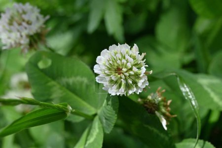 White clover ( Trifolium repens ) flowers. Fabaceae plants that bloom spherical white flowers from spring to early summer. Used for pasture and nectar plants.