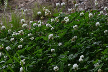 White clover ( Trifolium repens ) flowers. Fabaceae plants that bloom spherical white flowers from spring to early summer. Used for pasture and nectar plants.