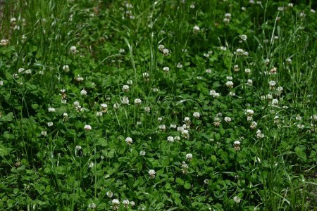Weißklee (Trifolium repens) blüht. Fabaceae Pflanzen, die kugelförmige weiße Blüten vom Frühling bis zum Frühsommer blühen. Verwendung für Weide- und Nektarpflanzen.