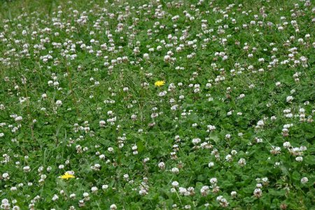 Weißklee (Trifolium repens) blüht. Fabaceae Pflanzen, die kugelförmige weiße Blüten vom Frühling bis zum Frühsommer blühen. Verwendung für Weide- und Nektarpflanzen.
