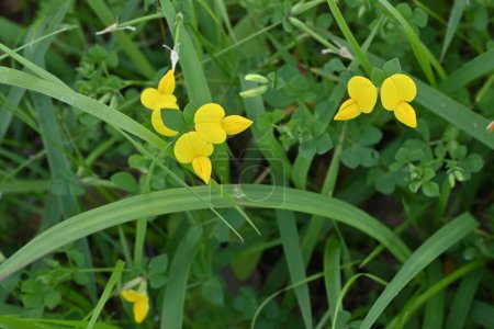 Kleeblatt (Lotus japonicus) blüht. Fabaceae mehrjährige Pflanzen. Blüht schmetterlingsförmige gelbe Blüten von April bis Juli und hat auch medizinische Eigenschaften.