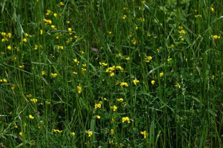 Kleeblatt (Lotus japonicus) blüht. Fabaceae mehrjährige Pflanzen. Blüht schmetterlingsförmige gelbe Blüten von April bis Juli und hat auch medizinische Eigenschaften.