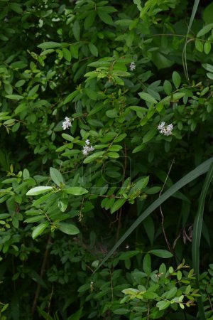 Border privet ( Ligustrum obtusifolium ) flowers. Oleaceae deciduous shrub. Blooms in dense clusters of fragrant, tubular white flowers in early summer.