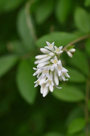 Liguster (Ligustrum obtusifolium) blüht. Oleaceae Laubbaum. Blüht in dichten Trauben duftender, röhrenförmiger weißer Blüten im Frühsommer.