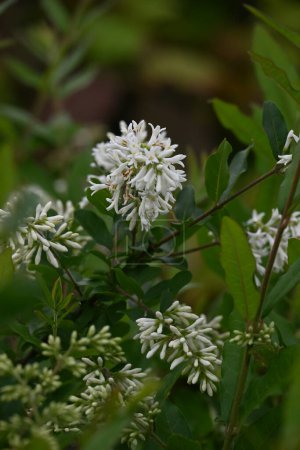 Border privet ( Ligustrum obtusifolium ) flowers. Oleaceae deciduous shrub. Blooms in dense clusters of fragrant, tubular white flowers in early summer.