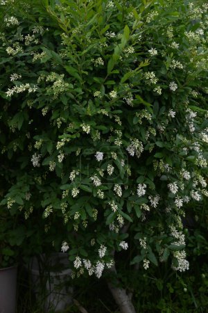 Liguster (Ligustrum obtusifolium) blüht. Oleaceae Laubbaum. Blüht in dichten Trauben duftender, röhrenförmiger weißer Blüten im Frühsommer.