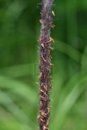 Cogongrass ( Imperata cylindrica ) flowers. Poaceae perennial plants. Produces reddish-brown flower spikes in early summer. Seeds wrapped in fluff are blown away by the wind.