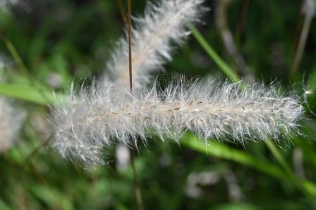 Kogongras (Imperata cylindrica) blüht. Poaceae mehrjährige Pflanzen. Im Frühsommer bilden sich rötlich-braune Blütenähren. In Flaum gehülltes Saatgut wird vom Wind weggeweht.