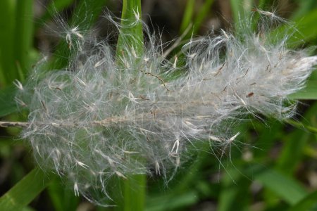 Cogongrass ( Imperata cylindrica ) flowers. Poaceae perennial plants. Produce espigas de flores de color marrón rojizo a principios de verano. Las semillas envueltas en pelusa son arrastradas por el viento.