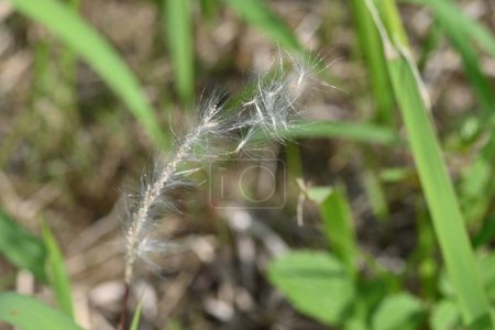 Cogongrass ( Imperata cylindrica ) flowers. Poaceae perennial plants. Produce espigas de flores de color marrón rojizo a principios de verano. Las semillas envueltas en pelusa son arrastradas por el viento.