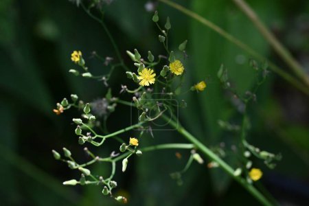 Fausse barbe orientale (Youngia japonica) fleurs. Asteraceae herbe bisannuelle. Beaucoup de petites fleurs jaunes fleurissent au sommet de la tige.