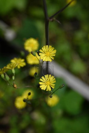 Orientalischer Falkenbart (Youngia japonica) blüht. Asteraceae zweijährige Gras.Viele kleine gelbe Blüten blühen an der Spitze des Stammes.
