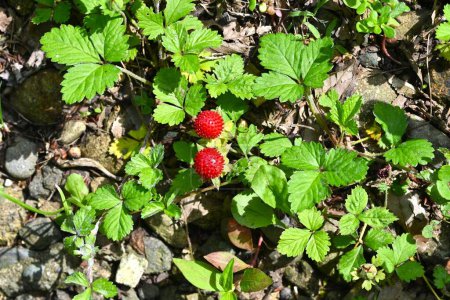  False strawberry ( Duchesnea chrysantha ). Rosaceae perennial plants. Yellow flowers bloom from spring to early summer, and red fruits appear after the flowers bloom.