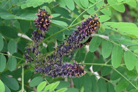Téléchargez les photos : Amorpha fruitcosa (faux indigo) fleurs. Fabaceae arbuste à feuilles caduques. Il produit des pointes noir-violet d'avril à juillet. Il est utilisé pour le verdissement de la pente parce que ses racines ont un fort pouvoir de fixation. - en image libre de droit