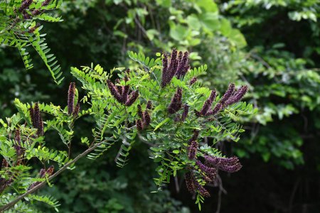 Amorpha fruitcosa (faux indigo) fleurs. Fabaceae arbuste à feuilles caduques. Il produit des pointes noir-violet d'avril à juillet. Il est utilisé pour le verdissement de la pente parce que ses racines ont un fort pouvoir de fixation.