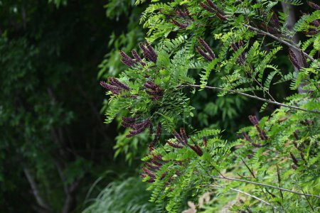 Blüten der Amorpha fruitcosa (falscher Indigo). Fabaceae Laubbaum. Sie bildet von April bis Juli schwarz-violette Ähren. Es wird zur Hangbegrünung verwendet, weil seine Wurzeln eine starke Fixationskraft haben.