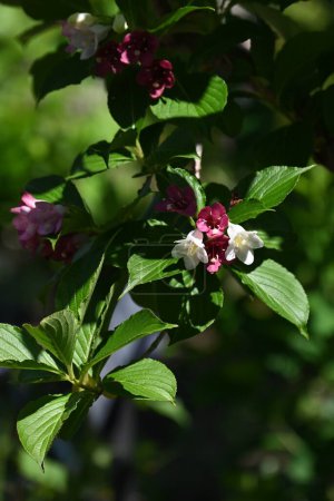 Weigela coraeensis (Japanische Weigela) blüht. Caprifoliaceae Laubbaum. Die Blütezeit ist von Mai bis Juni, und die weißen Blüten färben sich allmählich rot.