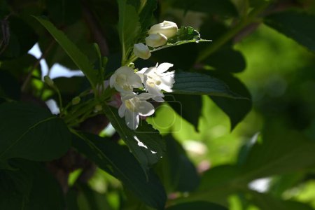Weigela coraeensis (Japanische Weigela) blüht. Caprifoliaceae Laubbaum. Die Blütezeit ist von Mai bis Juni, und die weißen Blüten färben sich allmählich rot.