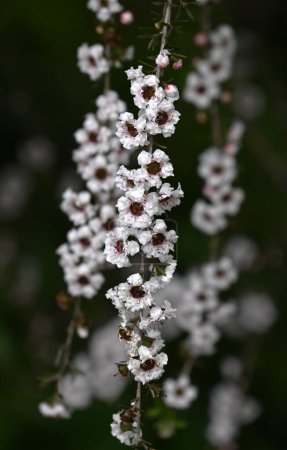  Flores de árbol de té de Nueva Zelanda (Manuka). Myrtaceae Honey source plant. La miel de esta flor se llama miel de Manuka.