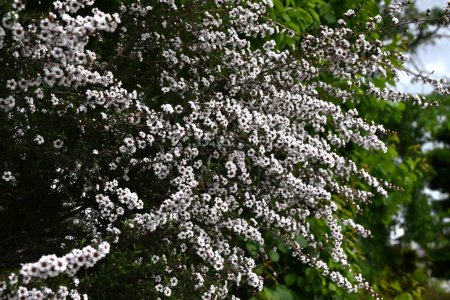  Der neuseeländische Teebaum (Manuka) blüht. Myrtaceae Honigquelle Pflanze. Der Honig aus dieser Blüte heißt Manuka-Honig.