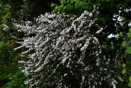  Der neuseeländische Teebaum (Manuka) blüht. Myrtaceae Honigquelle Pflanze. Der Honig aus dieser Blüte heißt Manuka-Honig.