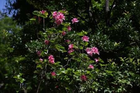  Rhododendron dilatatum blüht. Japanischer Name "Mitsuba-tsutsuji". Ericaceae Laubbaum. Von April bis Mai blühen rosa Blüten, bevor Blätter entstehen.