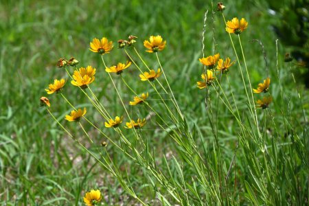  Coreopsis lanceolata ( Lance-leaf tickseed ) flowers. Asteraceae perennial plants.Grows in clusters in vacant land and blooms yellow flowers in early summer.