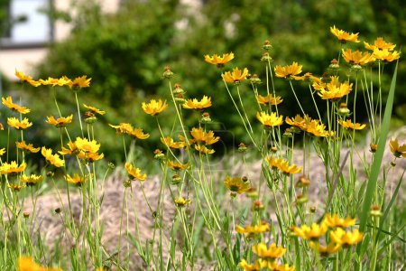  Coreopsis lanceolata (Lance-leaf tickseed) fleurs. Plantes vivaces Asteraceae Grandit en grappes dans les terres vacantes et fleurit fleurs jaunes au début de l'été.