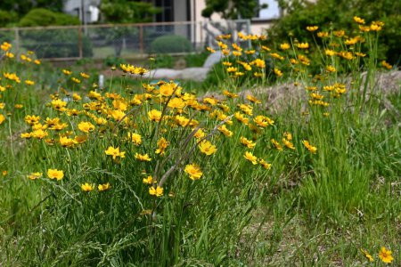  Coreopsis lanceolata ( Lance-leaf tickseed ) flowers. Asteraceae perennial plants.Grows in clusters in vacant land and blooms yellow flowers in early summer.