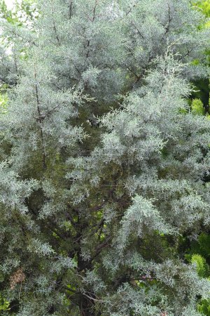 Conífera 'Blue Ice' (Cupressus arizonica). Cupressaceae conífera de hoja perenne. Esta conífera tiene el olor más fuerte y tiene un efecto relajante, desodorante y propiedades antibacterianas.