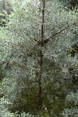 Conífera 'Blue Ice' (Cupressus arizonica). Cupressaceae conífera de hoja perenne. Esta conífera tiene el olor más fuerte y tiene un efecto relajante, desodorante y propiedades antibacterianas.
