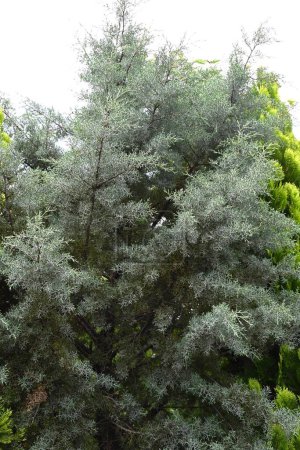 Conifer 'Blue Ice' (Cupressus arizonica). Cupressaceae evergreen conifer. This conifer has the strongest scent and has a relaxing effect, deodorizing and antibacterial properties.