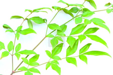 Bambou céleste (Nandina domestica). Berberidaceae arbuste à feuilles persistantes. Produit des panicules de fleurs blanches à six pétales au début de l'été.