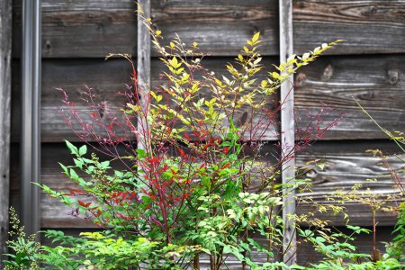 Bambou céleste (Nandina domestica). Berberidaceae arbuste à feuilles persistantes. Produit des panicules de fleurs blanches à six pétales au début de l'été.