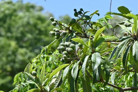  Frutos de Loquat (Eriobotrya japonica). Rosaceae árbol frutal perenne. La fruta crece a principios del verano y madura dulcemente. El fruto es comestible y las hojas se utilizan como medicina herbal..