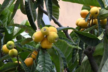  Mispel (Eriobotrya japonica) Früchte. Rosaceae immergrüner Obstbaum. Die Frucht wächst im Frühsommer und reift süß. Die Frucht ist essbar und die Blätter werden als pflanzliche Medizin verwendet.