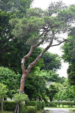  Pin rouge du Japon (Pinus densiflora). Il se caractérise par son écorce rouge et ses feuilles minces, et Matsutake mushruum, un ingrédient alimentaire de luxe au Japon, pousse dans les forêts de cet arbre.