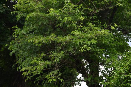 Téléchargez les photos : Broche japonaise (Euonymus sieboldianus) Jeunes baies. Les baies angulaires apparaissent en été et mûrissent en automne, se fendant pour révéler quatre graines rouges. - en image libre de droit