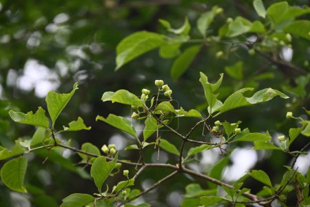Téléchargez les photos : Broche japonaise (Euonymus sieboldianus) Jeunes baies. Les baies angulaires apparaissent en été et mûrissent en automne, se fendant pour révéler quatre graines rouges. - en image libre de droit
