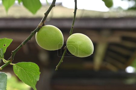  Japanese apricot (Ume) fruits. Ume fruits are harvested around June and are used to make pickled plums (Umeboshi), plum extract, and plum wine, all of which are popular traditional foods in Japan.