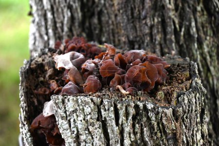 Wood ear mushroom. It grows on the stumps and dead branches of broad-leaved trees. It is mainly used as food in East Asia and is known as an ingredient in Chinese cuisine.