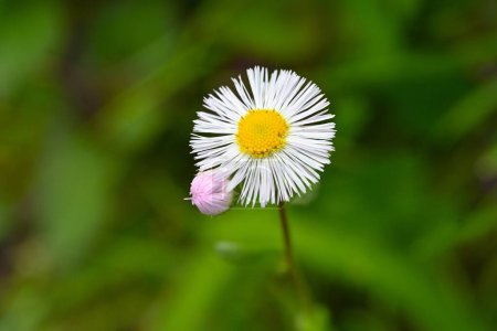 Philadelphia fleabane flowers. Asteraceae perennial plants. Pink-tinged white ray flowers and yellow tubular flowers bloom from April to June.