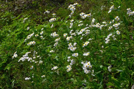 Philadelphia fleabane flowers. Asteraceae perennial plants. Pink-tinged white ray flowers and yellow tubular flowers bloom from April to June.